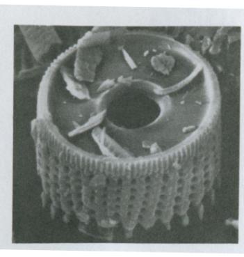 KOLONA: srce na hromatografot Porano: pakuvani koloni (packed columns) cevka od staklo, metal ili teflon dol`ina 2-3 m, vnatre{en dijametar 2-4 mm ubavo