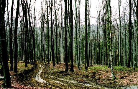 bioenergija [uma kao izvor biomase DOBIVANJE ENERGIJE IZ BIOMASE [ume u Hrvatskoj mogu godi{nje dati oko 2 m 3 biomase za proizvodnju Pi{e: Ivica Tomi} Foto: I. Tomi}, Z.