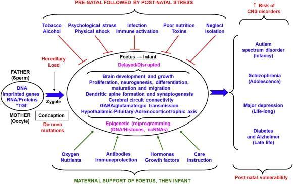 An epigenetic framework for neurodevelopmental disorders: From pathogenesis to potential