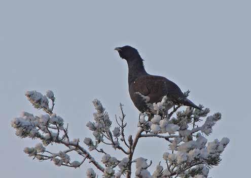 Risbergsingen som kan «snakke» med de fleste av de ville dyra i skogen, laget ropert med hendene og et lang trukkent ul fikk snøen til å drysse fra de nærmeste granene.