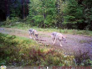 mindretall, også på Rena. Egentlig er vi ikke kritisk til ulven heller blir vi fortalt.