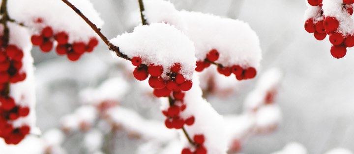 02 Julemarked i Brekkeparken Ta turen til Brekkeparken 1. søndag i advent. Julevandring, julehandel og julegrantenning. Område: Brekkeparken, Skien Tid: 11.00-17.