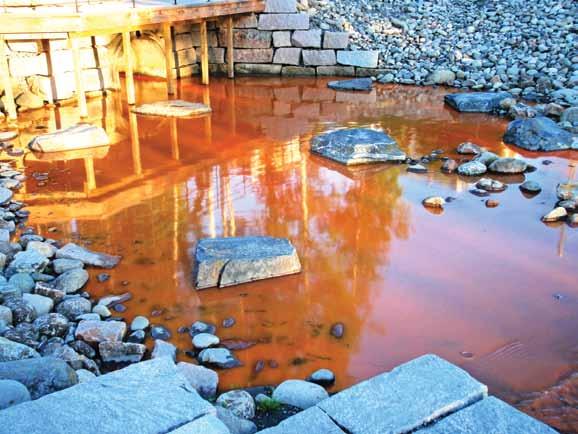 Bilde til venstre: Planten dragehode (Dracocephalum Ruyschiana), rødlistet som sårbar, under hogstavfall på Nordstrand, mai 2010. Foto: B.K.Wennberg.