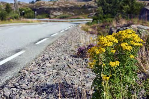 Investeringsprogram for fylkesvegnettet Nordhordlandspakken, Radøy, Lindås, Meland, Austrheim, Fedje, Modalen og Masfjorden kommune Bompengesøknaden for Nordhordlandspakken ligg til behandling i