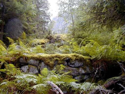 8. Arnehogget Lå 20 meter fra Brekkehogget hvor du står. En syrin har erobret grunnmuren. Arnehugget var bebodd til 1909.