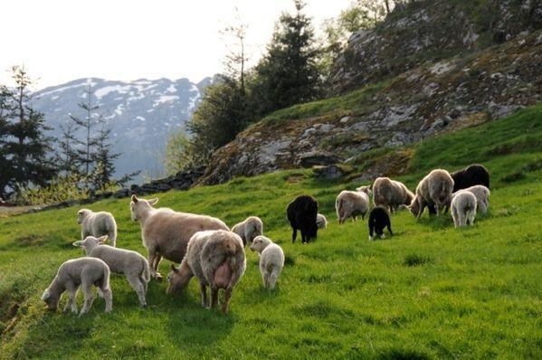 Planomtale -mål Det viktigaste grepet ein kan gjere i kommuneplanen sin arealdel når det gjeld landbruk er likevel å ta vare på areal som har høg verdi.