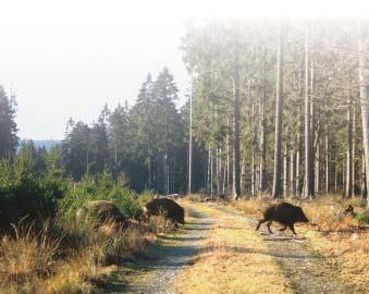 potenciala pa tudi izredna prilagodljivost te vsejede vrste parkljarja; æe dalj œasa trajajoœe privabljanje in krmljenje divjih praøiœev, ki se pojavlja povsod, kjer so prisotni divji praøiœi, in