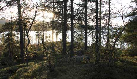 Sommerbilde fra en urørt tomt. koieplasseringen blir: UTM 32 V 523637 6719412. Turistforeningen ønsker å benytte seg av både lokale byggetradisjoner og håndverkere.