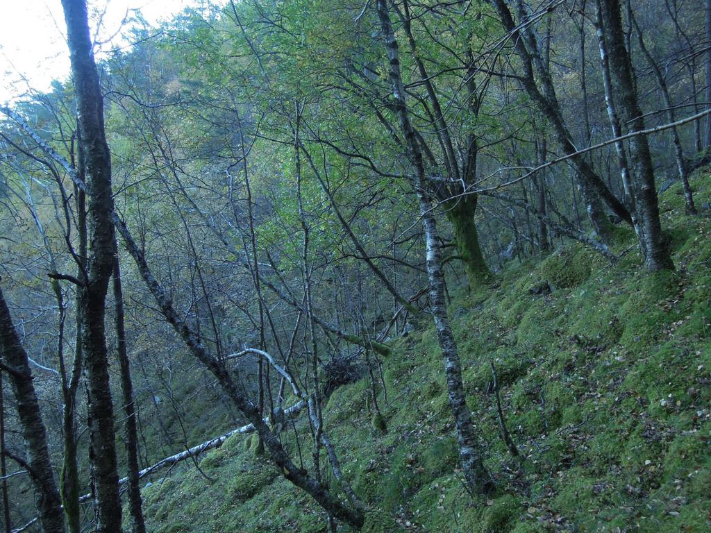 Nede i Torjusdalen er det ung bjørkeskog