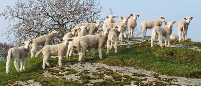 Foto: Grethe Ringdal PRODUCTION RESULTS IN HERDS REPORTING TO THE NORWEGIAN SHEEP RECORDING SYSTEM The Norwegian Sheep Recording System was established in the 195 s.