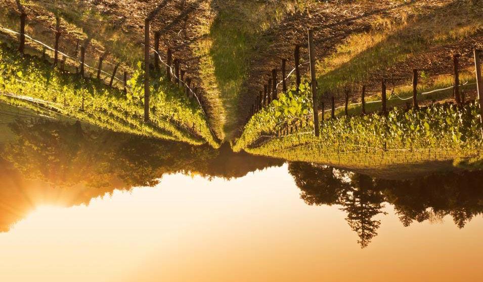 Napa Valley, California - Bilferie på den amerikanske vestkysten vinområdet 'Columbia Gorge' strekker seg over begge statene.