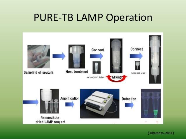 Loop-mediated isothermal amplification (LAMP) simple visual colorimetric read-out