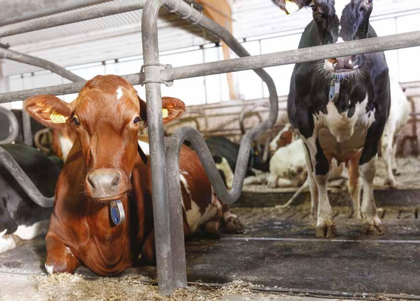 DeLaval madrass M45R 9:61 Art nr 87472001 M45R toppduk, bredde 200 cm 87894304 Innpakket skummadrass 88337401 Profil for feste av madrassens bak i liggebåsen 89599901 Standardprofil 3 m, 11 hulll