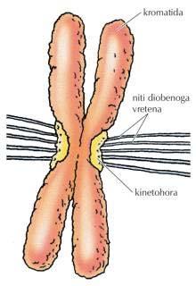 3.1.1 KROMATIDA Kromatida je ena od obeh kopij kromosoma, nastala s podvojitvijo DNA. V centromeru je še vedno povezana z drugo kopijo. Kromatidi istega kromosoma sta genetsko enaki.