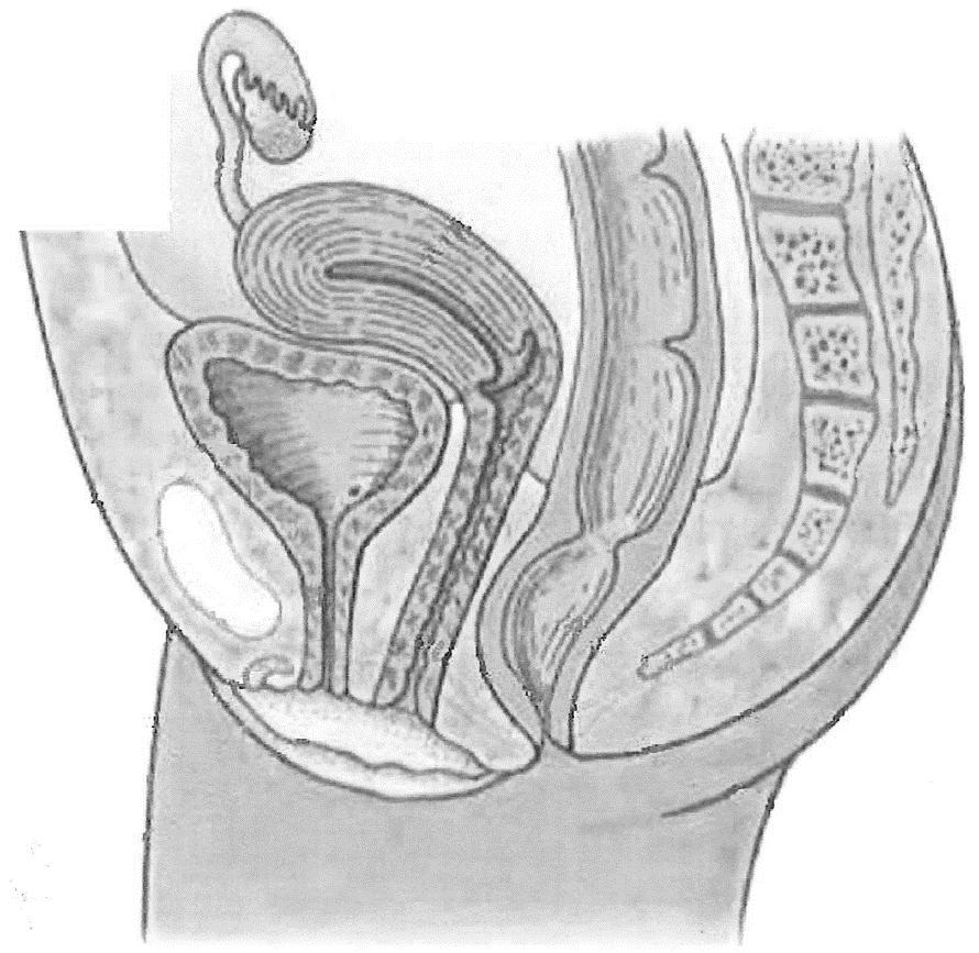 d) Navngi de seks nummererte strukturene på illustrasjonen av kvinnens forplantningsorganer. Du kan velge å bruke norske og/eller latinske benevnelser.