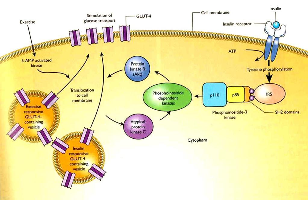 1) Acute effects 16-48 hrs 2)