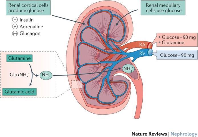 Nyrenes rolle i håndteringen av glukose/na + og forstyrrelser ved type 2 DM Et insulinresponderende organ som forbruker glukose Glukoneogenese (20 % av totalen i fastende tilstand)