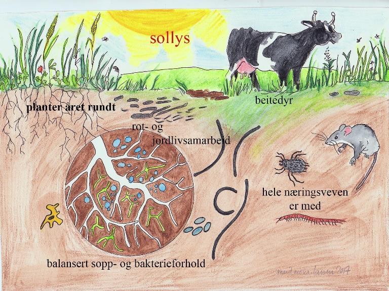 Potensiale ligger i jordøkosystemet David C.