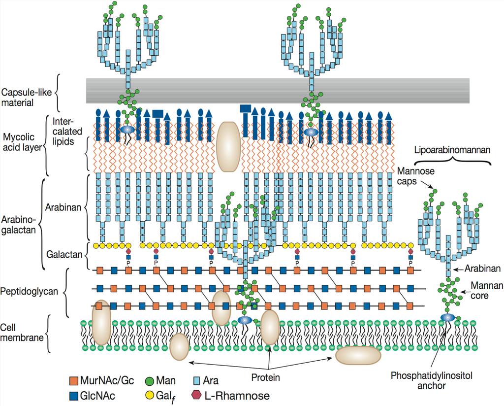 Structure of the cell wall of mycobacteria Brennan P.J. and Crick D.C. 2007. Curr. Top.