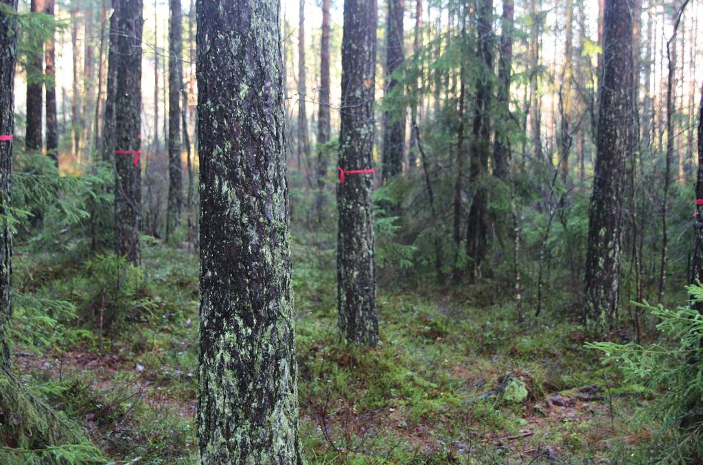 19 GJØDSLING AV SKOG NIBIO BOK 3(11) år på de mest nitrogenrike torvmarkene.