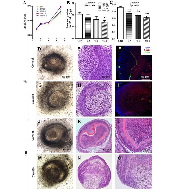 Supplementary Figure S4. Attenuation of exosomal secretion by GW4869 causes epitheliummesenchyme dysmorphogenesis. (A) Proliferation of mesenchyme cells unaffected by GW4869 in the observed 12 days.