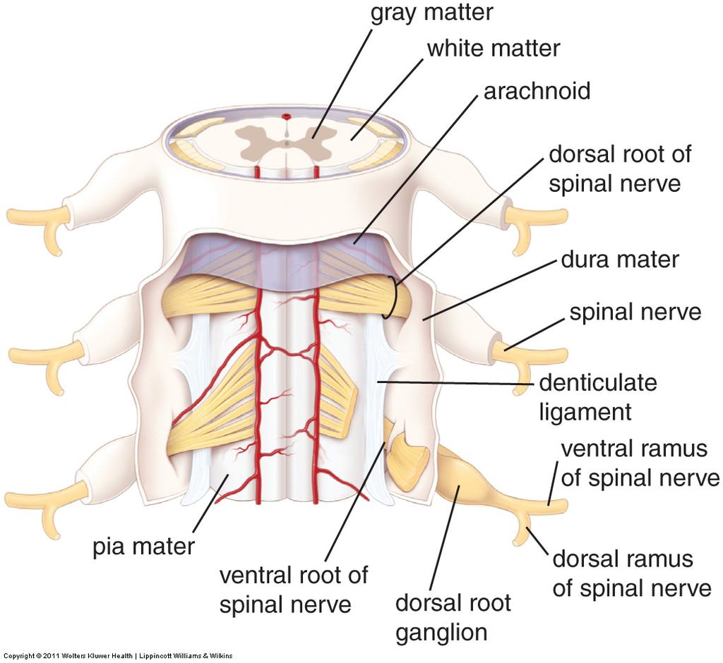 Medulla spinalis Grå substans Hvit substans Arachnoidea mater Pia mater Dura mater Dorsalrot Dorsalrotsganglion Ventralrot Spinalnerve