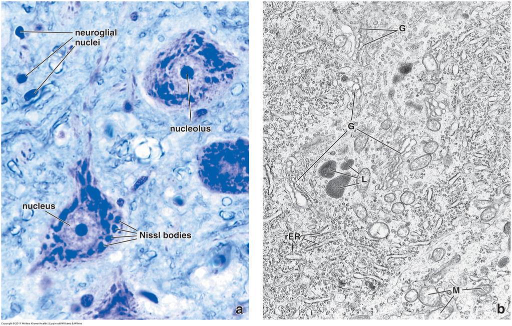 Nissl-substans i nervecellelegemet Fra Ross &