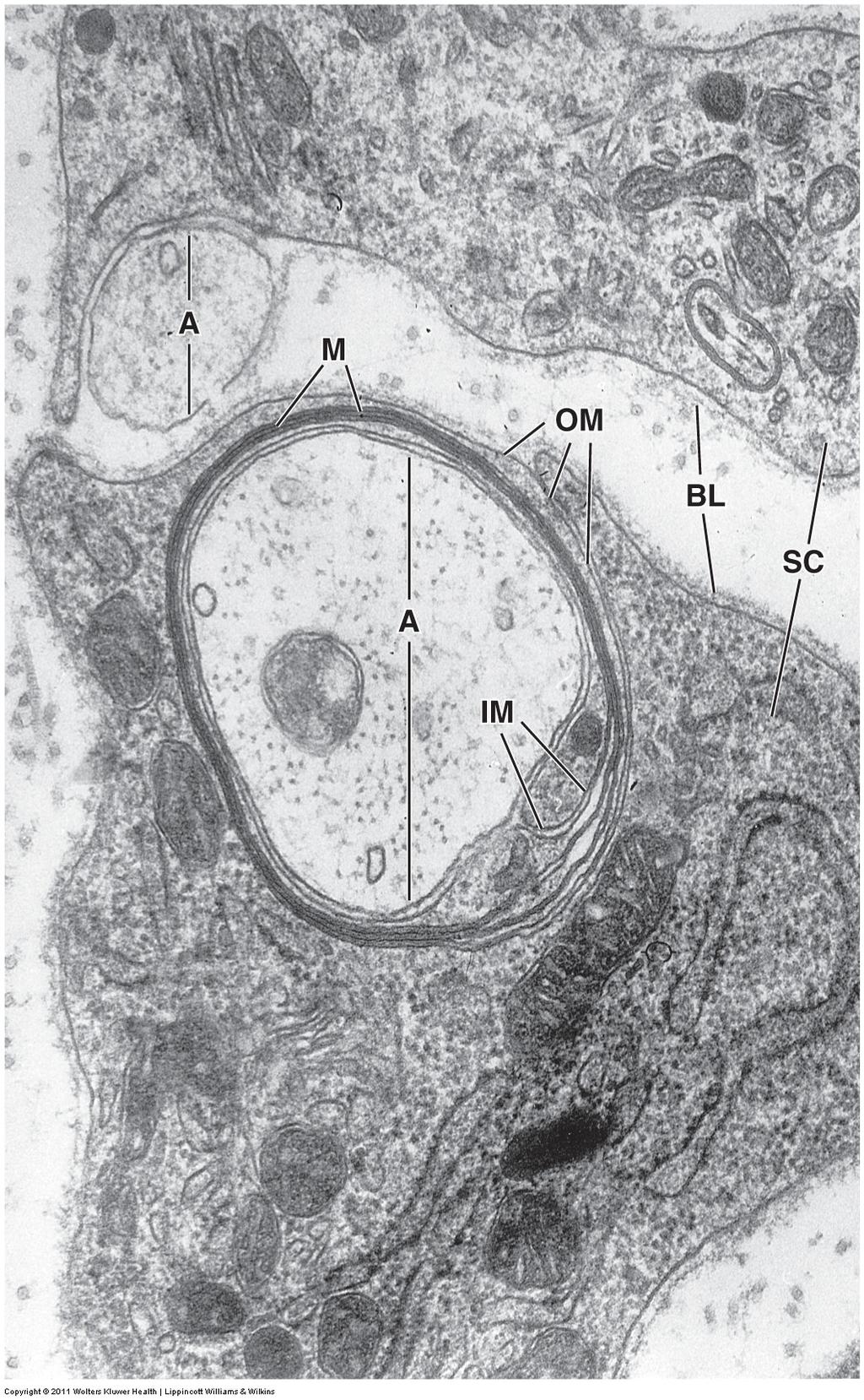 Myelin og myelinisering - Schwannske celler Akson (A) Myelin (M) Ytre mesakson (OM) Indre mesakson