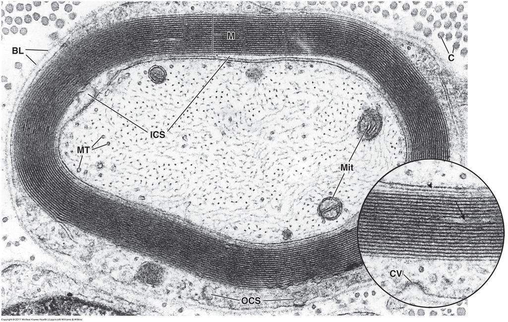 Myelin og myelinisering - Schwannske celler SL Myelin (M) Mikrotubuli (MT) Ytre cytoplasma (OCS) Indre cytoplasma (ICS) Kollagenfibre i