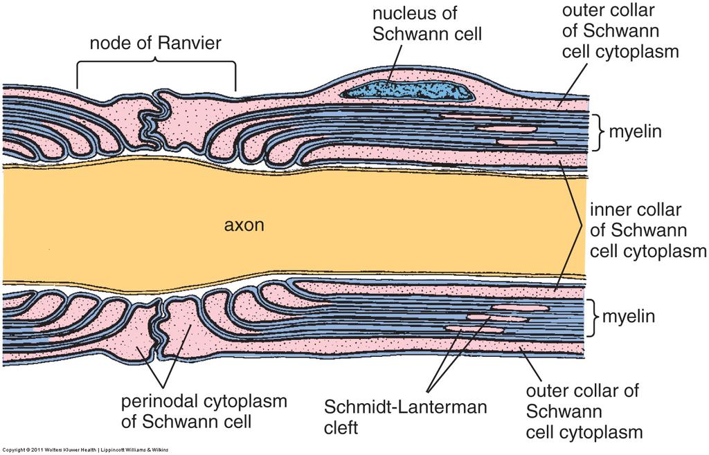 Myelinisert akson - Ranviersk innsnøring (l.sn.) NB!