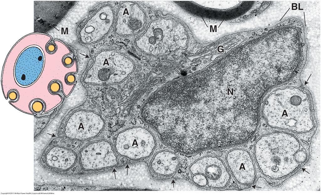 Umyeliniserte aksoner i perifere nerver: invaginert i Schwannske celler som