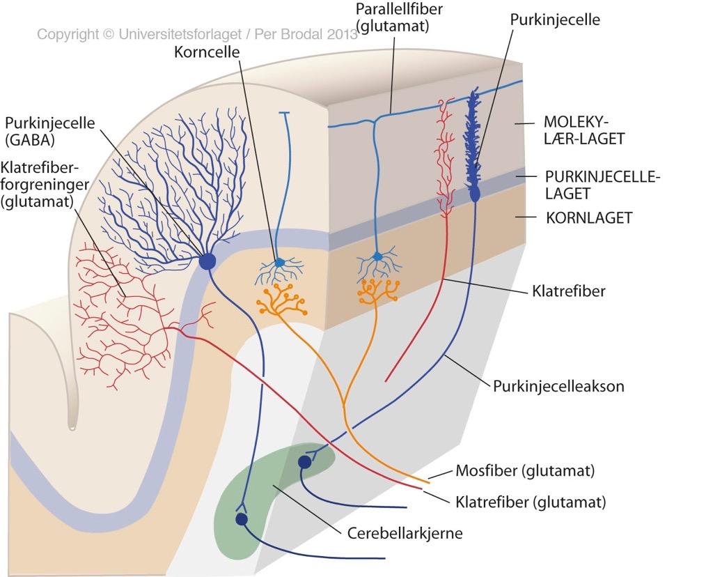 Cortex cerebelli (cerebellum =