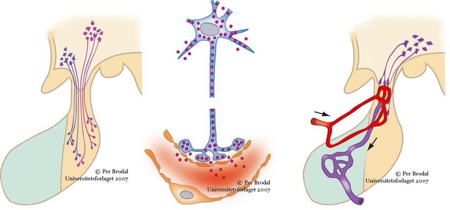 Hypothalamus og hypofysen Nc. supraopticus A Nc. paraventricularis B Nevrosekretorisk nervecelle C Nc. arcuatus (m.fl.