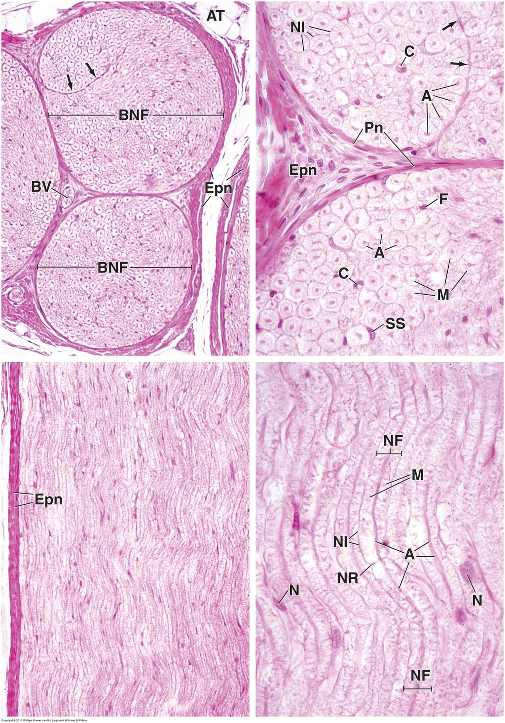 Fra Ross & Pawlina (2011) Histology: