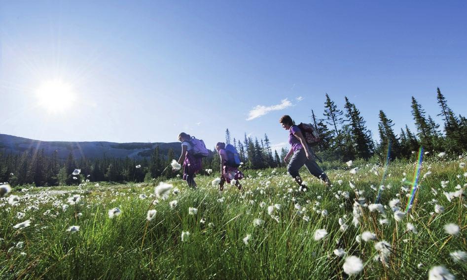 Unik beliggenhet Helt oppe ved tregrensen finner du urørt terreng og fjell - områder som gir