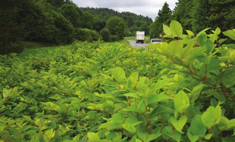 Ofte er invaderende ugras, som f.eks parkslirekne og kjempebjørnekjeks hovedproblemet. 24 nevner tiltak som "tildekking, nedgraving, varmebehandling, eller levering til lovlig avfallsanlegg".