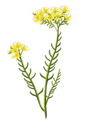 BITTERBERGKNAPP (SEDUM ACRE) Navnet har den fått fordi den har en skarp bitter smak, som har gitt planten navn på de fleste europeiske språk.