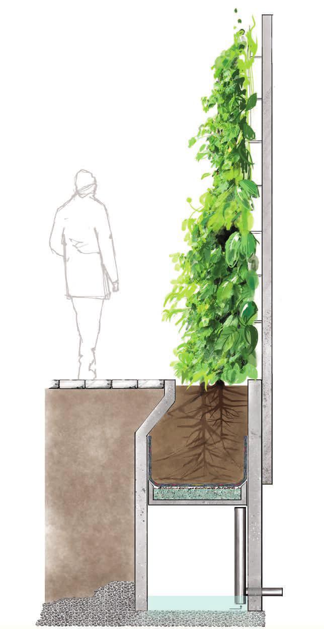 Wiresystem Viser Bergknapp plantekum med grønn vegg Et wiresystem brukes for å la slyngplanter dekke veggen.