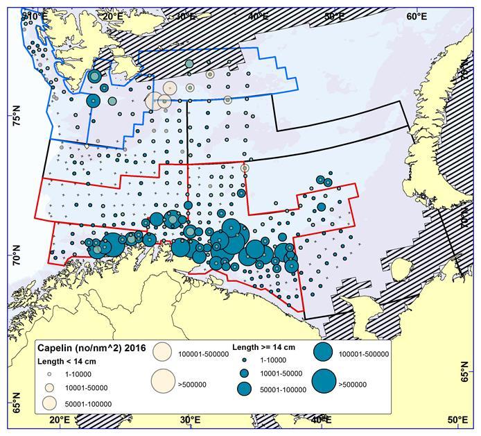 Figur 2. Geografisk fordeling av loddefangster fra bunntrål under vintertoktet i Barentshavet i februar/mars 2016.