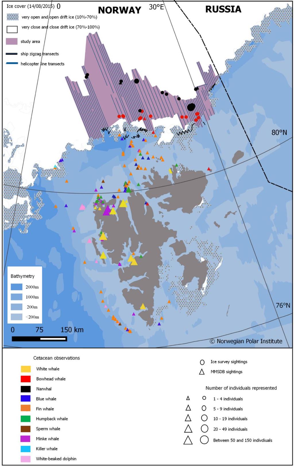 Figur 2. Øvre del av figuren viser grønlandshval og narhval observert i iskantsonen under en telling i august 2015 (Kilde: Vacquié -Garcia et al. 2017).