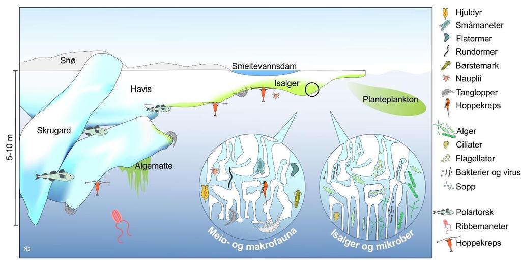 Områder som er mindre påvirket av atlanterhavsvann, for eksempel øst i Barentshavet, har mer av det utpregete og løstsittende underissamfunnet enn områder hvor det varme atlanterhavsvannet forårsaker