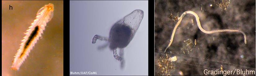 Sekundærprodusentene i de frie vannmasser (pelagialen) i iskantsonen inkluderer primært meroplankton (larver av bunndyr som bare lever pelagisk en kort periode i starten av livet), amfipoder (særlig