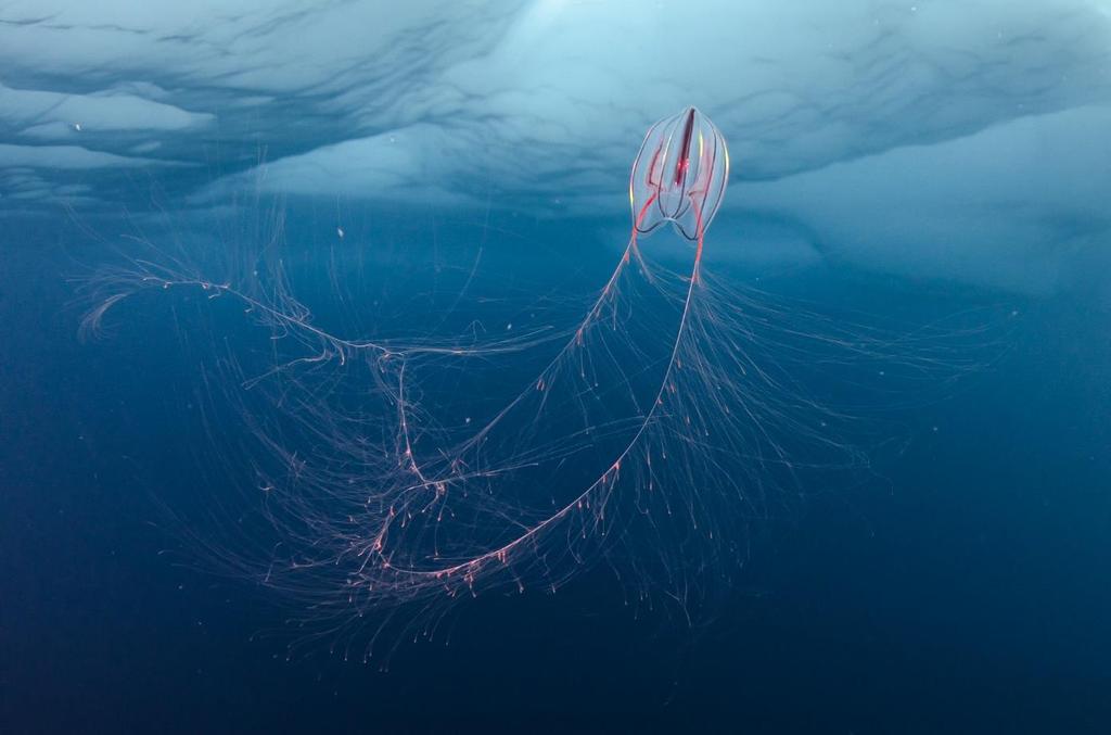 Ribbemaneten Mertensia ovum på undersiden av isen. Den ernærer seg på hoppekreps og små krepsdyr som den fanger med de to lange tentaklene. Foto: P.