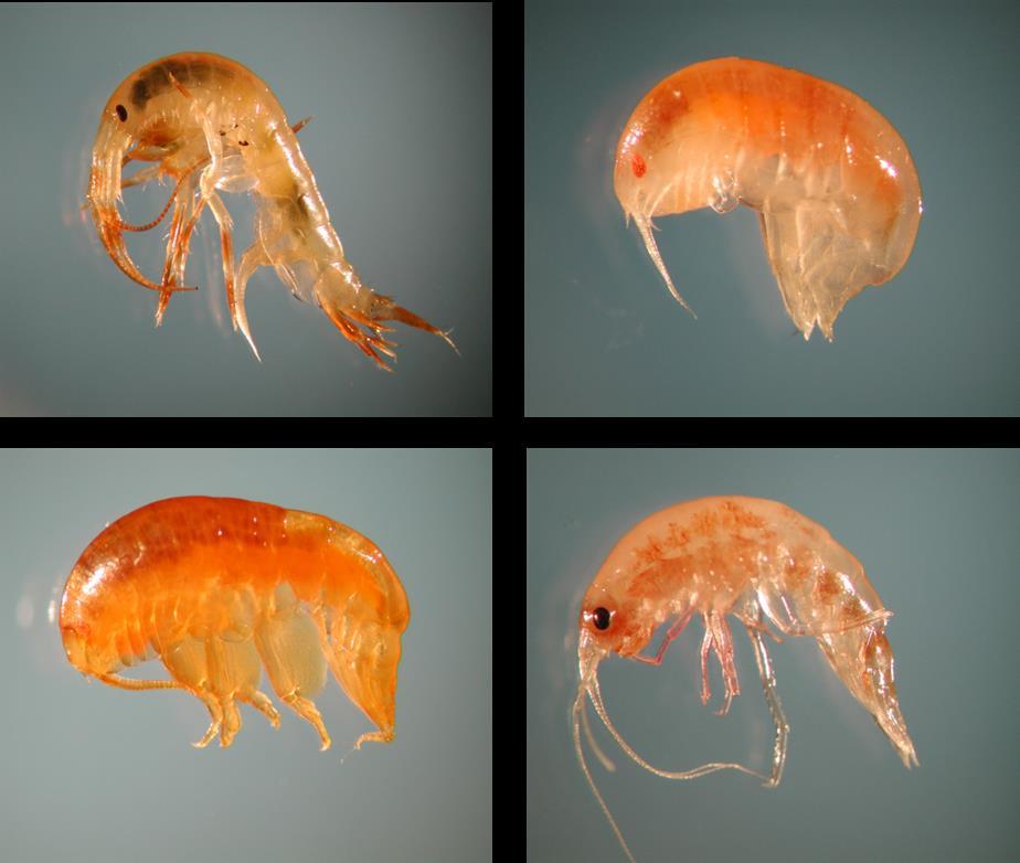 Eksempler på amfipoder som er knyttet til isen i hele livssyklusen: Gammarus wilkitzkii (venstre, øverst), Onisimus glacialis (venstre, nederst), Onisimus nanseni (høyre, øverst) og Apherusa