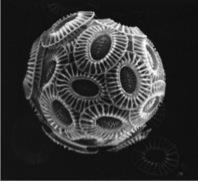 Kalkflagellaten Emiliania huxleyi, en av flere arter som kan bli mer vanlig i Arktis. Foto: E.