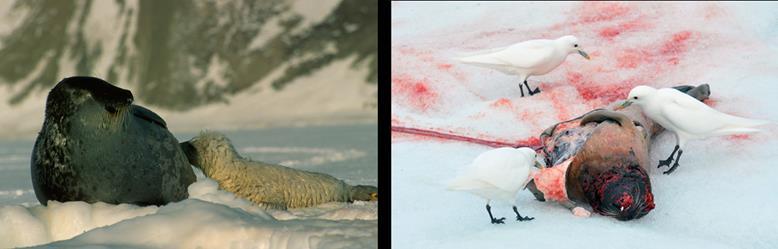 Ringselunge som dier (venstre). Mangel på snø til å lage snøhuler gjør i tillegg ungene ekstra utsatt for predasjon. Ismåke som spiser på selkadaver. Foto: K. Kovacs & C.