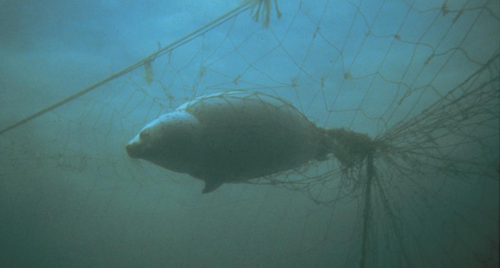 Tapte fiskeredskaper kan være en potensiell trussel for marine pattedyr og sjøfugl. Foto: B. Frank Figur 16.