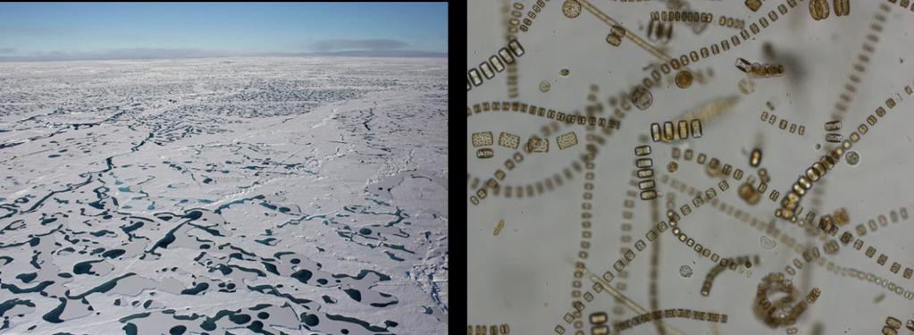 Skrugarder vil få økt betydning for is-assosiert fauna i det nye årsisregimet i iskantsonen i nordlig del av Barentshavet (Hop et al. 2000).