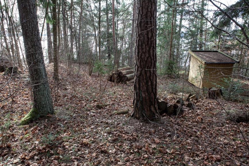 Fremmede arter: Spredte forekomster av fremmede mispler og småskudd av edelgran.