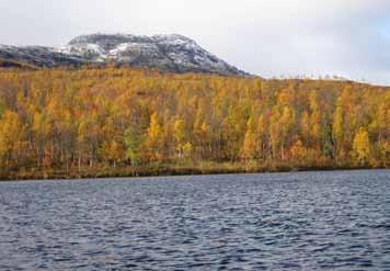 Vektutvikling hos eldre dyr er ikke presentert fordi utviklingen her påvirkes av hvilke årsklasser som er representert i slaktevektsmaterialet det enkelte år.